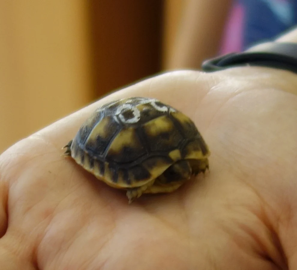 eine kleine Schildkörte füllt gerade einmal ein Drittel der Handfläche