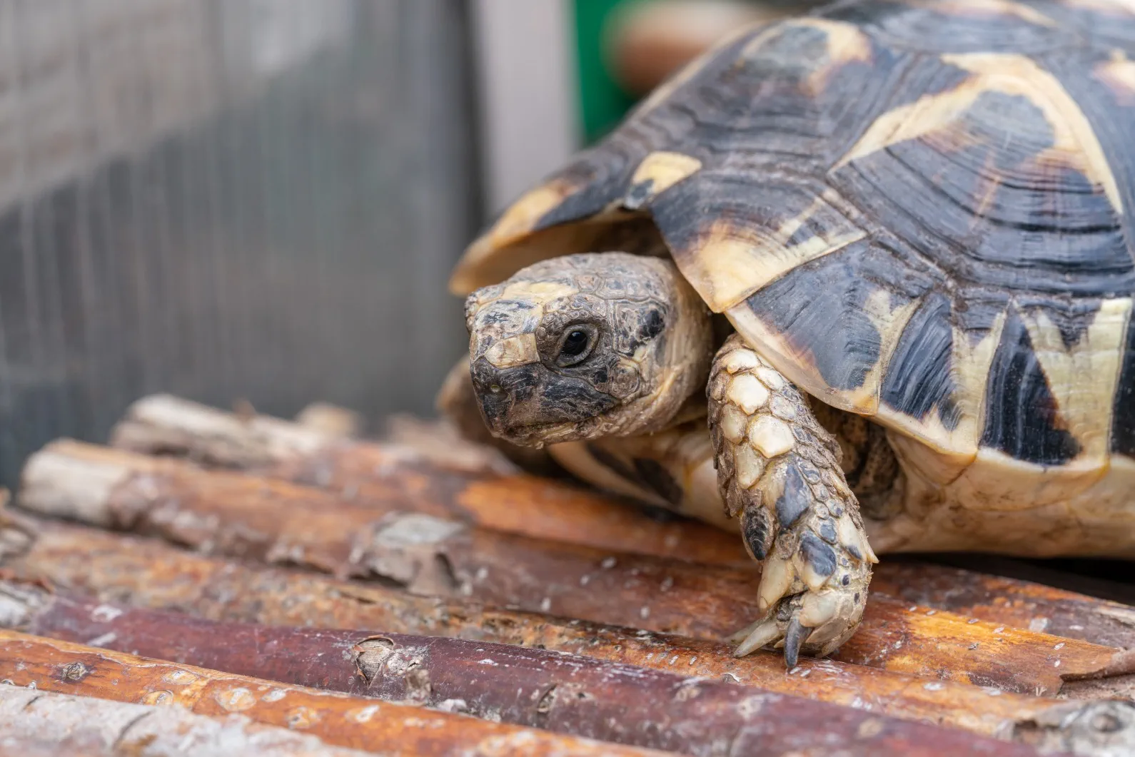 Eine Schildkröte läuft über eine Weidebrücke